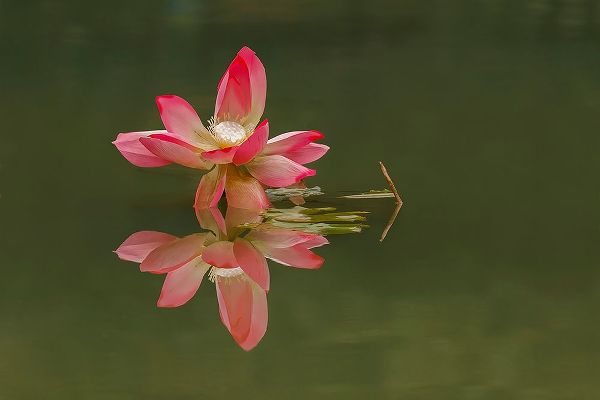 Jones, Adam 아티스트의 Pink lotus flower and reflection-China작품입니다.